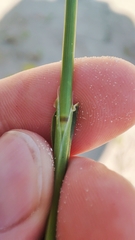 Agrostis gigantea