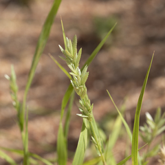 Eragrostis speciosa