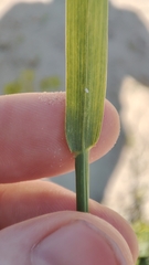Agrostis gigantea