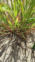 Agrostis gigantea