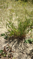 Agrostis gigantea