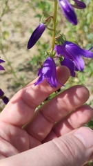 Campanula rapunculoides