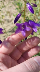Campanula rapunculoides