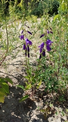 Campanula rapunculoides