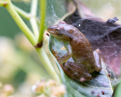 Hyperolius mitchelli