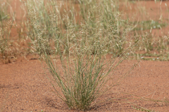 Eragrostis eriopoda
