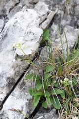 Valeriana saxatilis
