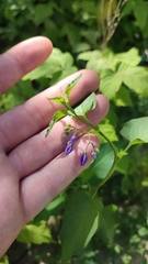 Solanum dulcamara