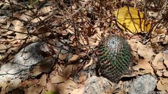 Mammillaria polythele