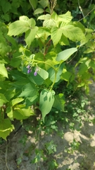 Solanum dulcamara