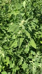 Chenopodium album