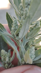 Chenopodium album
