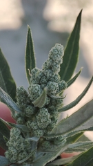 Chenopodium album