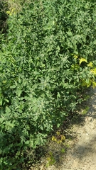 Chenopodium album
