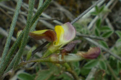 Aspalathus lebeckioides