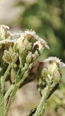 Achillea millefolium