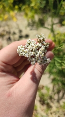 Achillea millefolium