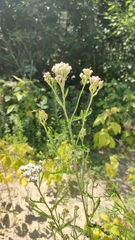 Achillea millefolium