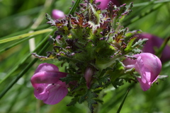 Pedicularis gyroflexa