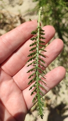 Achillea millefolium