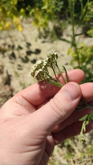 Achillea millefolium