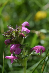 Pedicularis gyroflexa