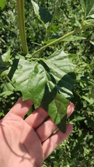 Atriplex sagittata