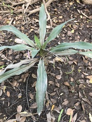 Crinum pedunculatum