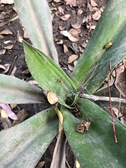 Crinum pedunculatum