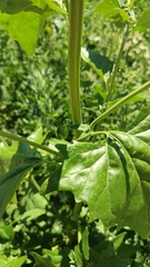 Atriplex sagittata