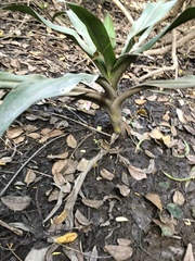 Crinum pedunculatum
