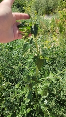 Atriplex sagittata