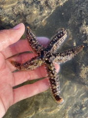 Astrometis sertulifera