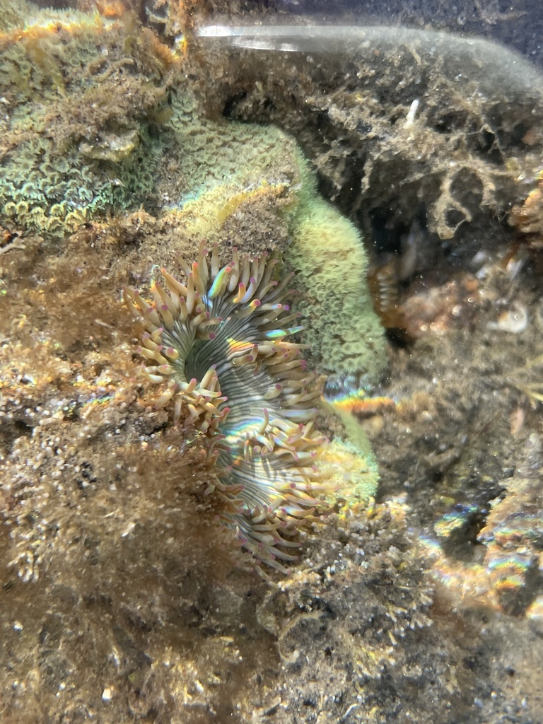Phialoba steinbecki