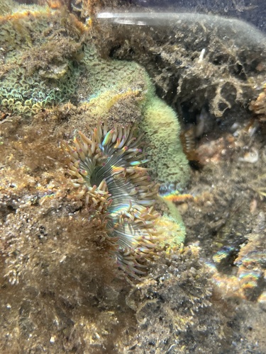 Phialoba steinbecki