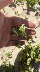 Melilotus albus