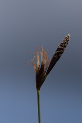 Carex mucronata