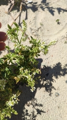 Melilotus albus