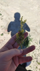 Melilotus officinalis