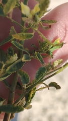 Melilotus officinalis
