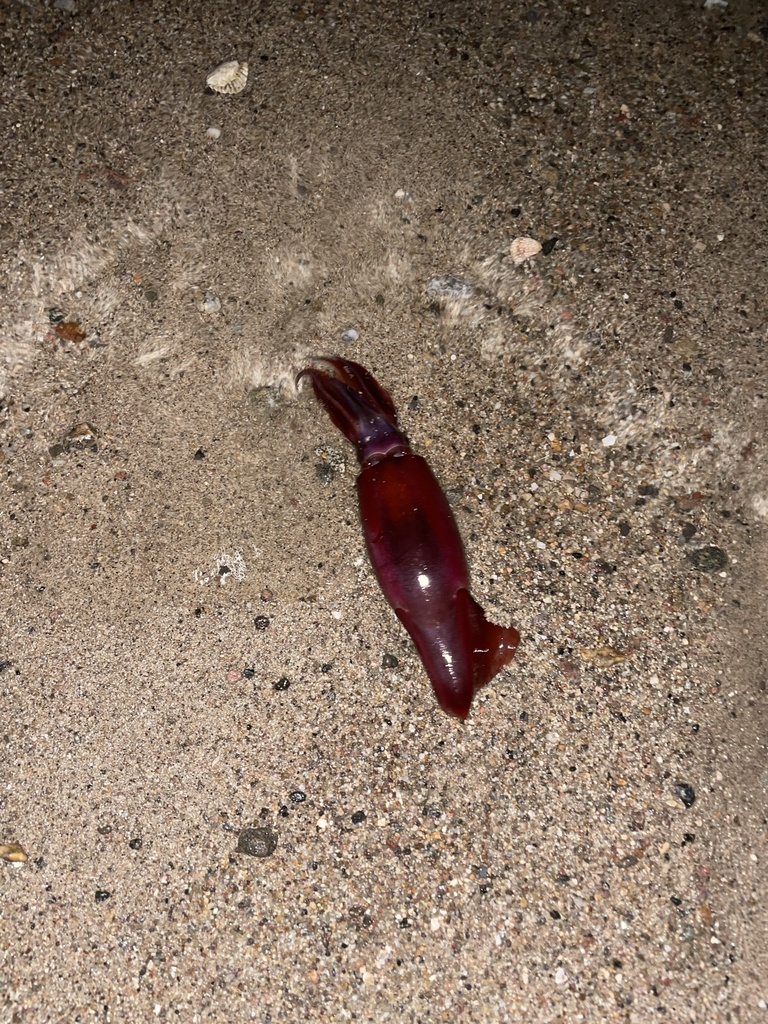 purpleback flying squid
