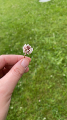Trifolium hybridum