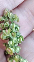 Rumex crispus