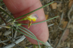 Aspalathus lebeckioides