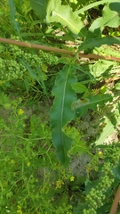 Rumex crispus