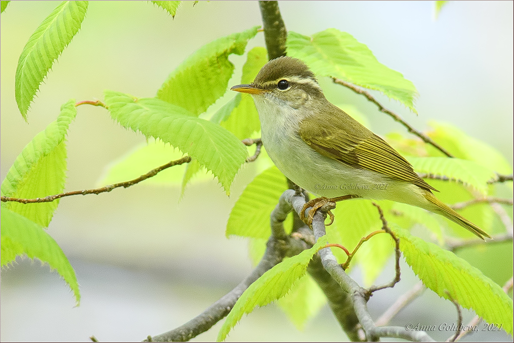 Eastern Crowned Warbler photo