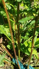Rumex crispus