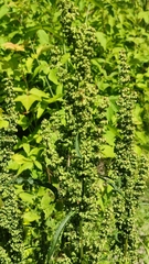 Rumex crispus