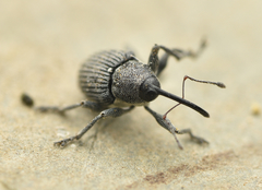 Archarius salicivorus