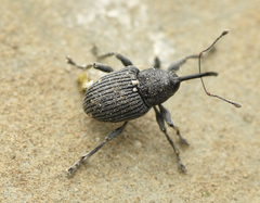 Archarius salicivorus